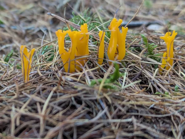 Close-up view of orange-yellow Calocera viscosa emerging from a dense carpet of pine needles.