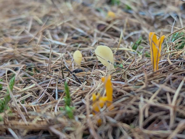 Close-up view of pale-yellow Spathularia flavida emerging from a dense carpet of pine needles, adjacent orange-yellow Calocera viscosa.