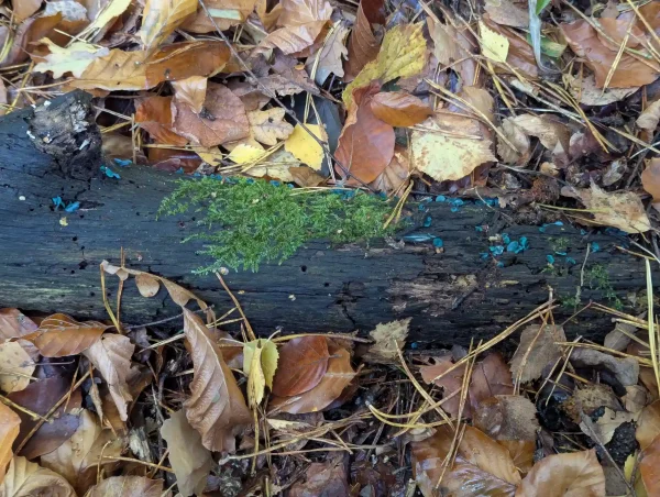 Blue-green Chlorociboria fungi fruiting bodies growing on moist decaying wood. The wood has a hint of blue-green staining from the fungus.