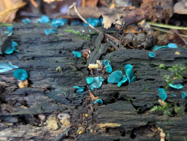 Close-up of Chlorociboria fruiting bodies.