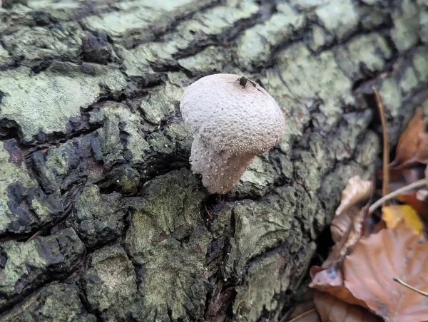A single Lycoperdon perlatum with a pear-shaped body covered in distinct conical warts, growing from the fissured bark of a downed trunk.