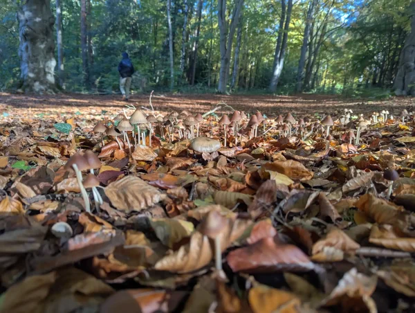 Ground level view of Parasola conopilus fungi emerging from a carpet of golden beech leaves