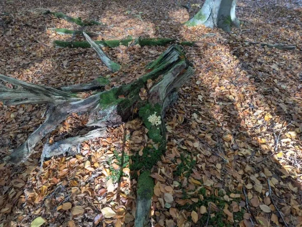 Sparassis crispa on moss covered tree stump root crown.