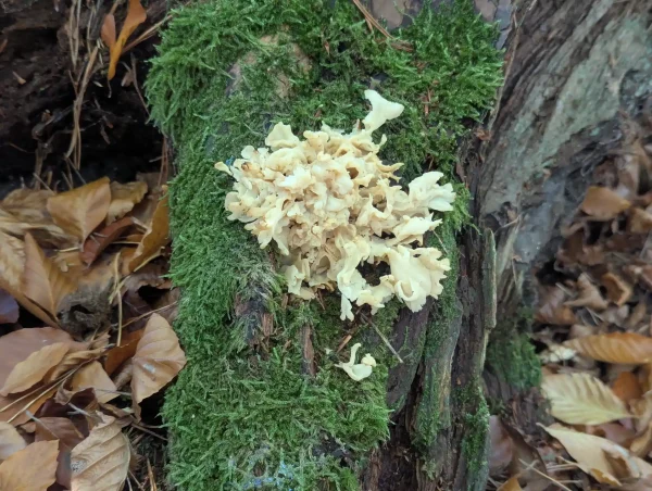 Close-up of the Sparassis crispa fungus on tree stump root crown.