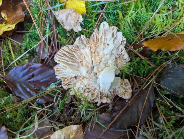 Close-up view of the underside of an unidentified fungus with a damaged, pale cream gill structure.