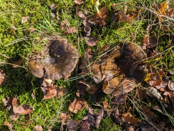 Top view of two possible Tapinella atrotomentosa or Lactarius necator fungi emergent from mossy ground.