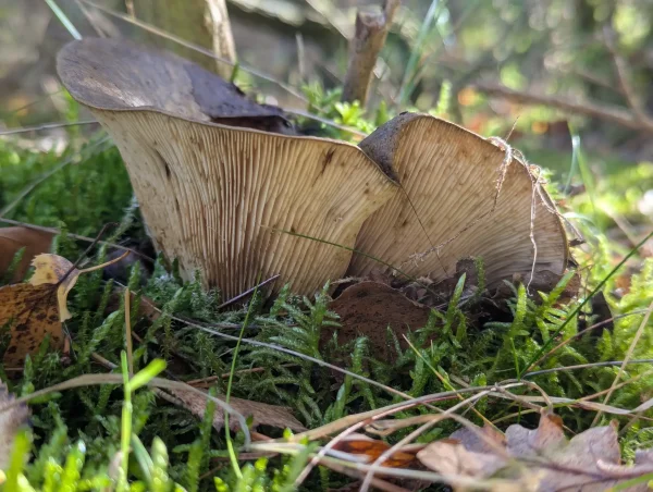 Side view of a possible Tapinella atrotomentosa or Lactarius necator fungus showing the gill structure.