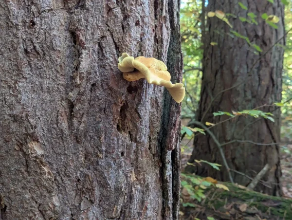 Side view of the unknown oyster type fungus showing showing it's wavy cap.