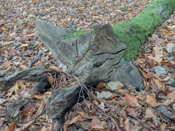 An upended root crown and trunk surrounded by golden beech leaves. The trunk section is covered in moss, contrasting with the grey weathered and fissured root crown.