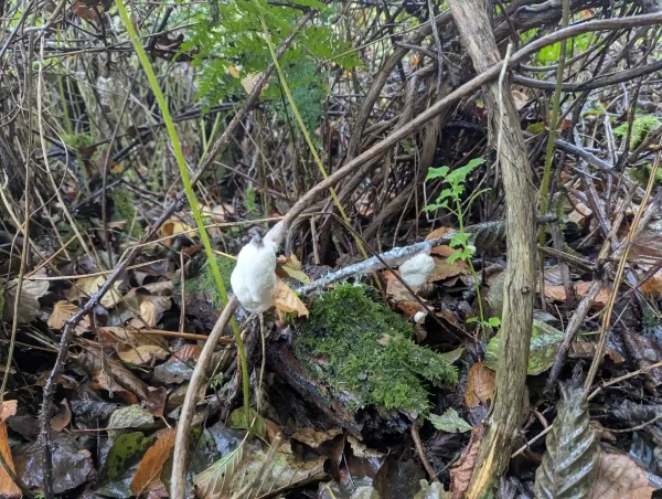 Two young white Brefeldia maxima aethalia forming around stems in the undergrowth.