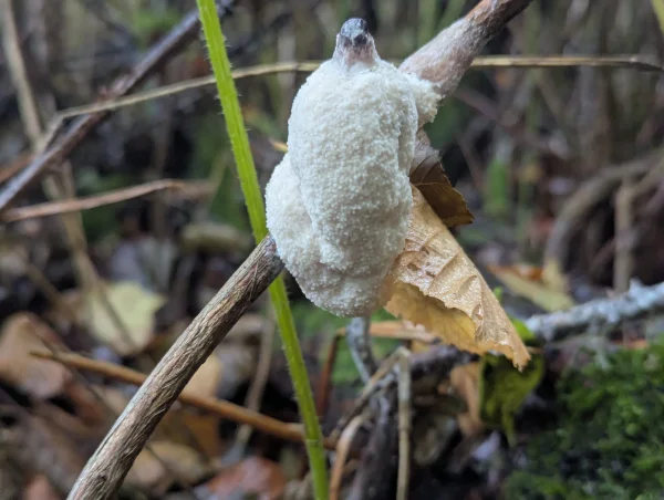 Close-up of a young white Brefeldia maxima aethalium forming around a stem in the undergrowth.
