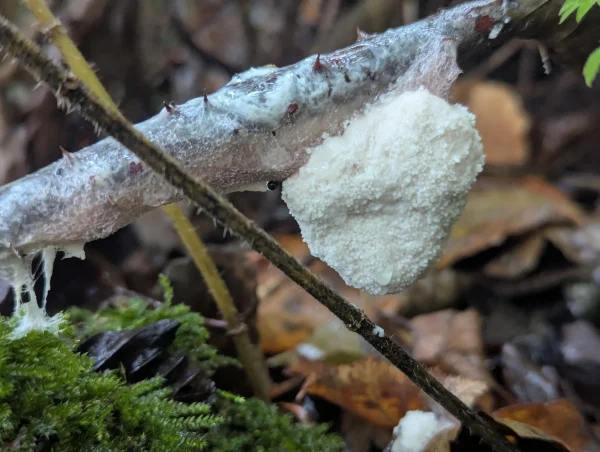 Close-up of a young white Brefeldia maxima aethalium showing the translucent, silvery hypothallus on the stem.