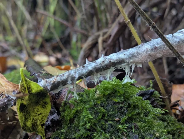 Close-up of translucent, silvery Brefeldia maxima hypothallus on a stem.