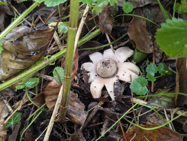 A earthstar fungus, its outer layer split and curved back into a star-shape revealing a central spore sac, on damp leaf litter.
