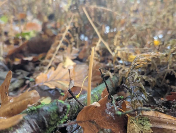 Solitary cinnamon-buff to buff Macrotyphula fistulosa emerging from the woodland floor.