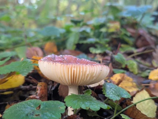 Side view of the Russula showing the pale pinkish-buff gills.