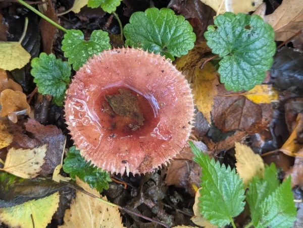 Top view of a Russula with a depressed cap containing water. The centre of the cap is brownish-red transitioning to flesh-pink at the margin.