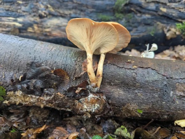 Two tawny funnel fungi with cream to buff-yellow decurrent gills and stems emerging from a shared base on a deadfall branch.