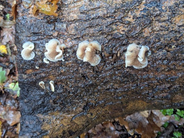 Row of small wavy reflexed oysterling fungi showing their gills, growing on wet bark.