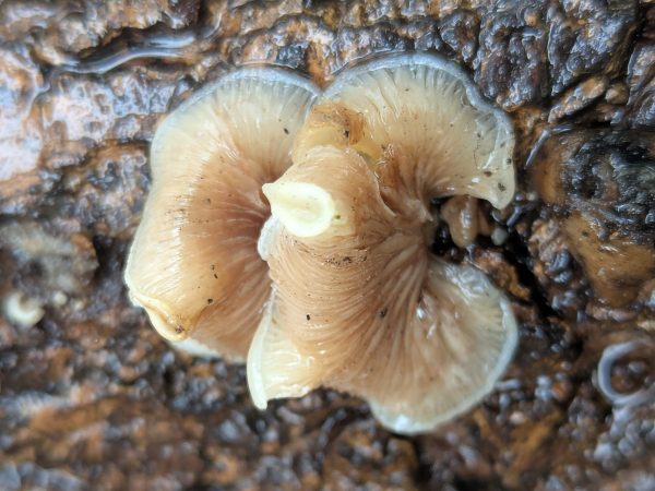 Second close-up of the oysterling fungi showing the gill colour transition from dark honey-yellow at the substrate attachment to cream at the cap perimeter.