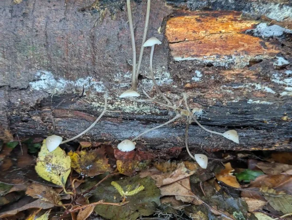Possible Mycena vitilis with pale ash-grey stems and caps with mouse-grey centres that fade to white at the margins.