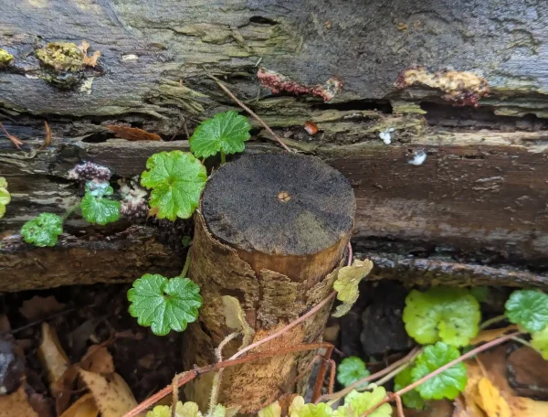 Small groups of slime mould sporangia and plasmodial blobs on damp weathered wood.