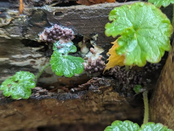 Close-up of the greyish-violet primordia group.