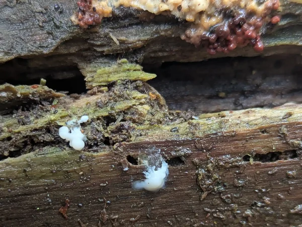 Close-up of the small white plasmodial blobs.