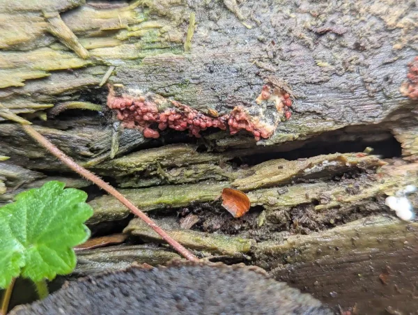 Close-up of the brownish-red sporangia group.