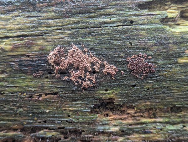 Two groups of crowded slime mould sporangia on wet barkless wood.