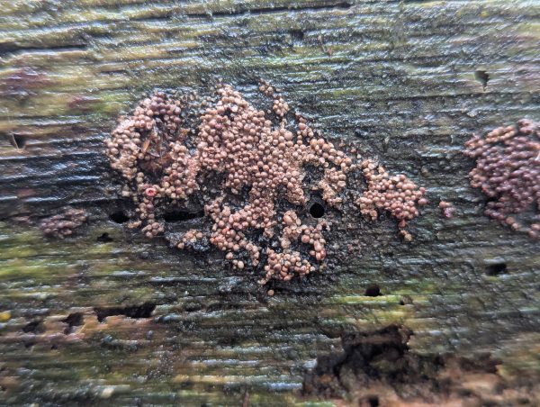 Close-up of the older brownish-vinaceous sporangia group.