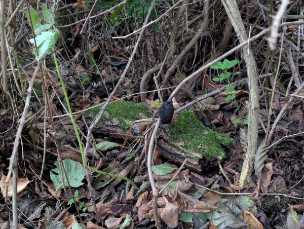 Mature black Brefeldia maxima aethalia in the undergrowth.
