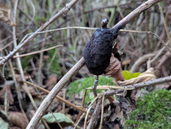 Close-up of a Mature black Brefeldia maxima aethalium.