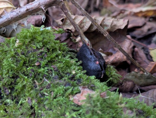 Mature black Brefeldia maxima aethalium.