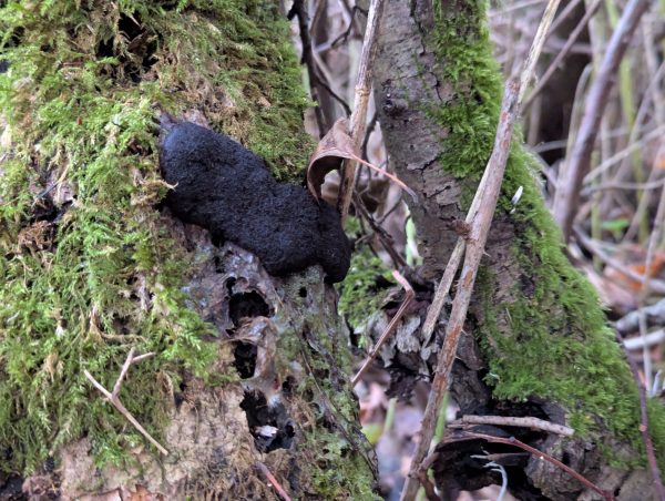 Mature black Brefeldia maxima aethalium on a mossy branch.