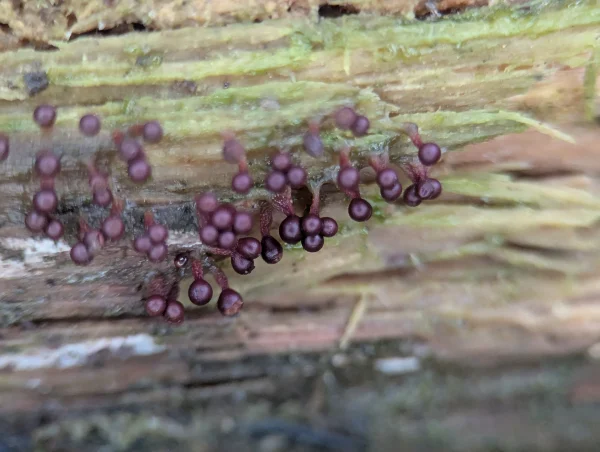 A group of Metatrichia floriformis sporangia on decaying wood. Some of the sporangia have merged stems.