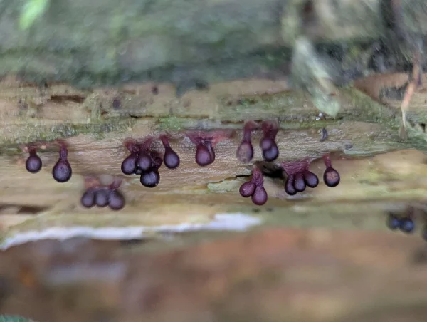 Another smaller group of Metatrichia floriformis sporangia.