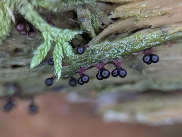 Some darker Metatrichia floriformis sporangia with merged stems.