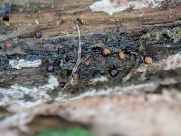 Some dehisced Metatrichia floriformis sporothecae showing the characteristic orangy spore mass.