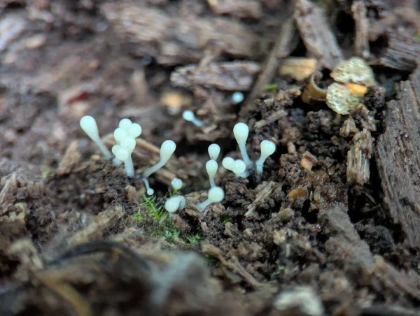 A small scattered group of mid stage young sporangia growing from some wood debris.