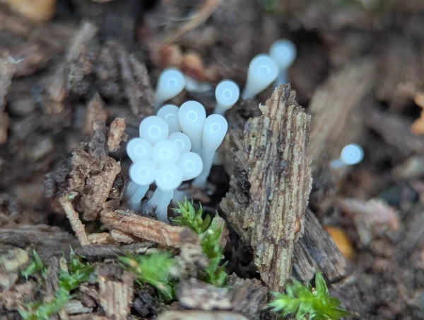 A small cluster of early stage young sporangia growing from some wood debris.