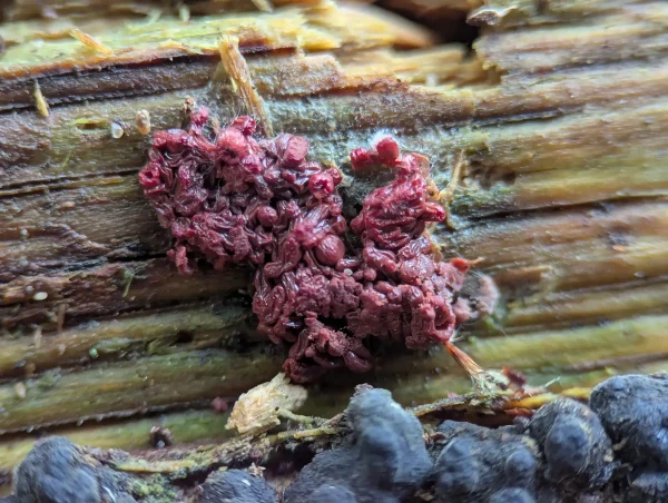 Convoluted cluster of tightly growing wine-red sporangia, likely Arcyria stipata, growing on damp wood.
