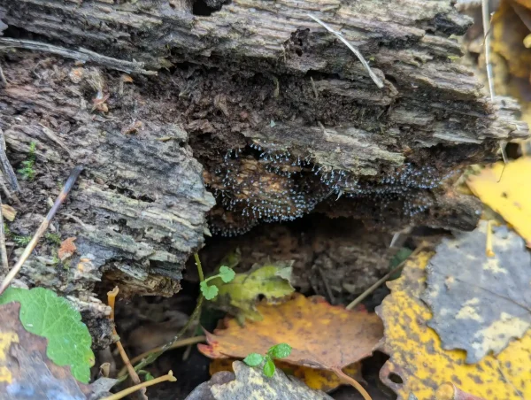 Likely Physarum album sporangia growing on decaying wood.