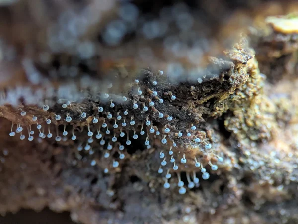 Close-up of the likely Physarum album sporangia with bluish-grey sporotheca.