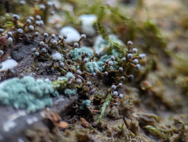 Close-up of some of the likely Physarum album sporangia growing within some glaucous green fuzzy mould. 
