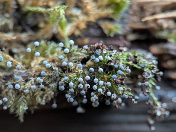 Close-up of some of the likely Physarum album sporangia surrounded by moss. Some of the sporothecae are dehiscing exposing the dark brown spore mass.