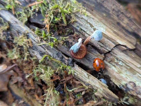 Two small orange-brown mushrooms covered with some bright blueish-grey mould. A ladybird is walking away.