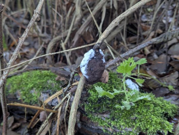 Solid black Brefeldia maxima spore mass hanging on to a stem, partially covered with a white fungal mould.