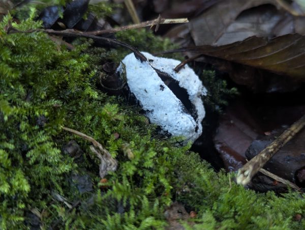 Solid black Brefeldia maxima spore mass partially covered with a white fungal mould.