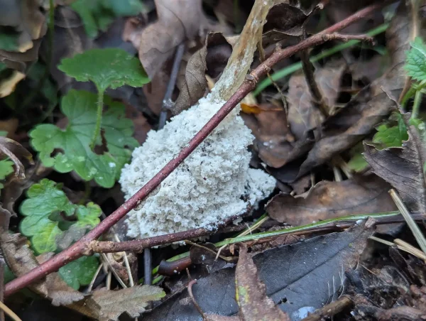 Young white convoluted and rugose aethalium of Didymium spongiosum surrounding a dead bramble stem.